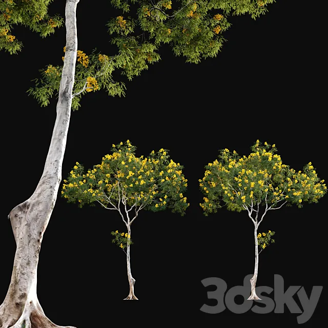 Cassia splendida – Golden Wonder Senna 3D Model