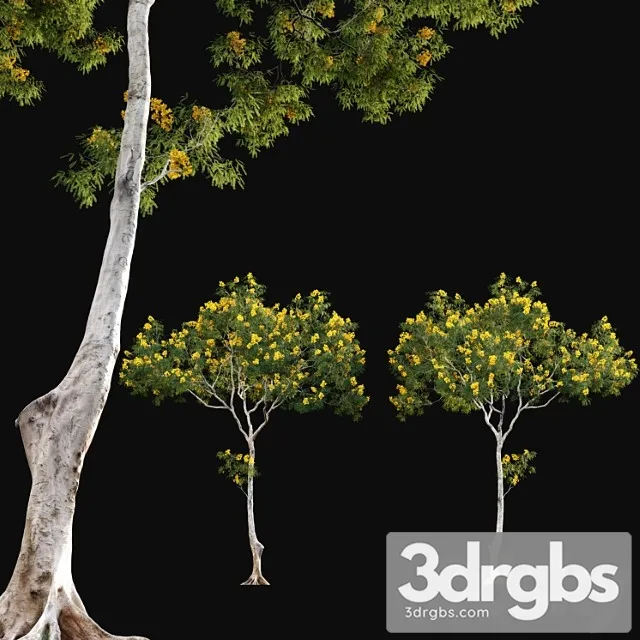 Cassia Splendida Golden Wonder Senna 3D Model Download Cassia Splendida Golden Wonder Senna 3D Model Download