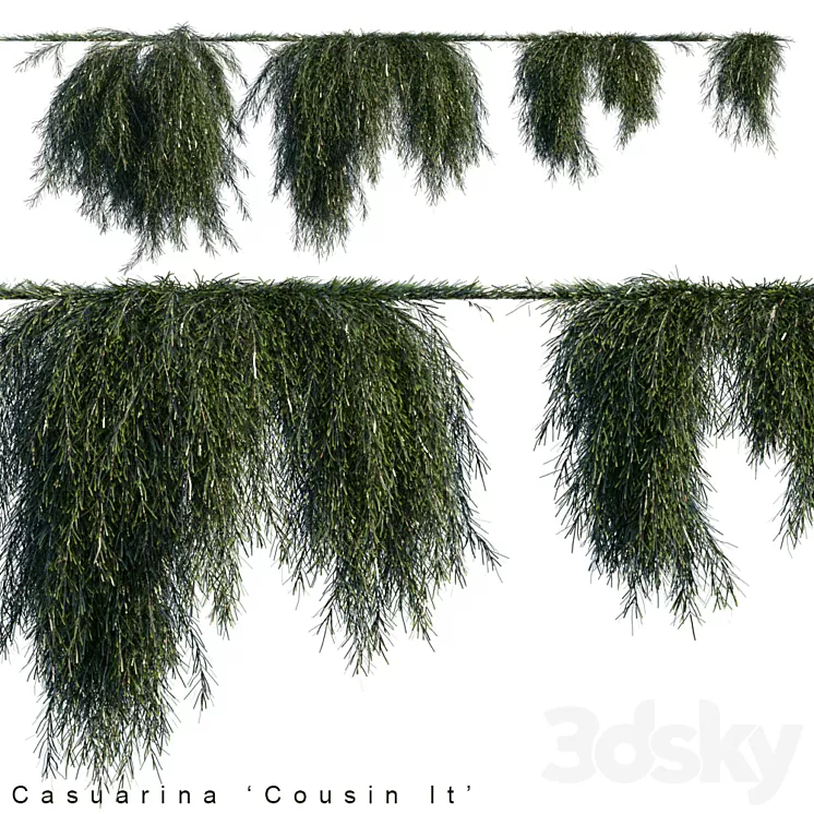 Casuarina cousin it creeper 3D Model Casuarina cousin it creeper 3D Model