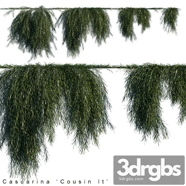 Casuarina cousin it creeper Casuarina cousin it creeper
