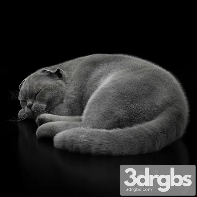Cat 6 Vray 3D Model Download