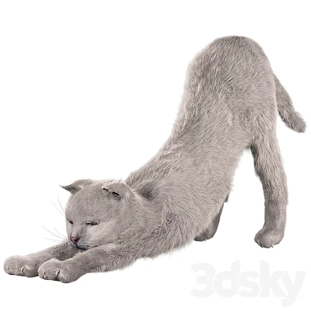 Cat Martin 3D Model