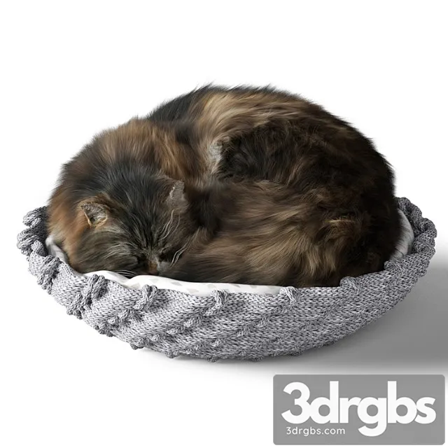 Cat With Pillow 3D Model Download