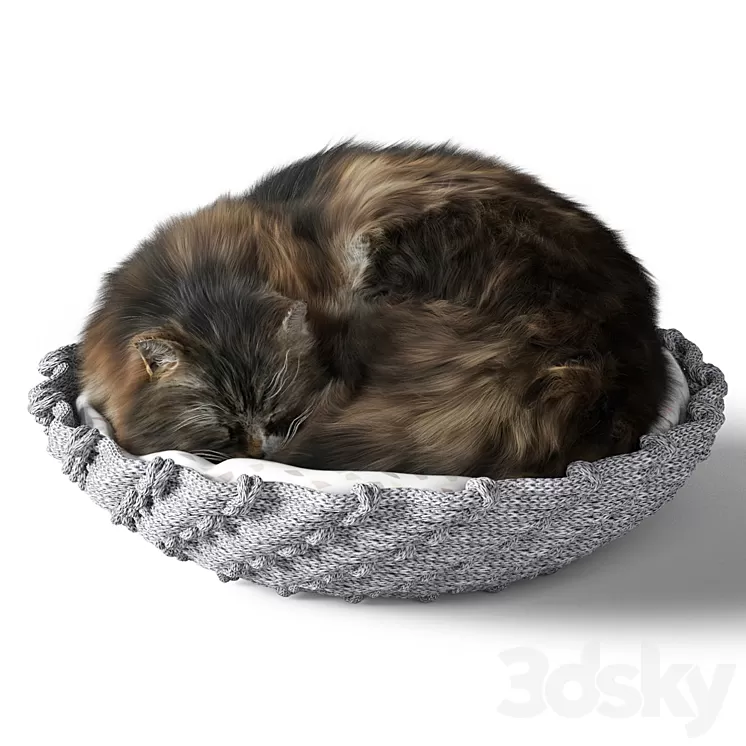 Cat with pillow 3D Model