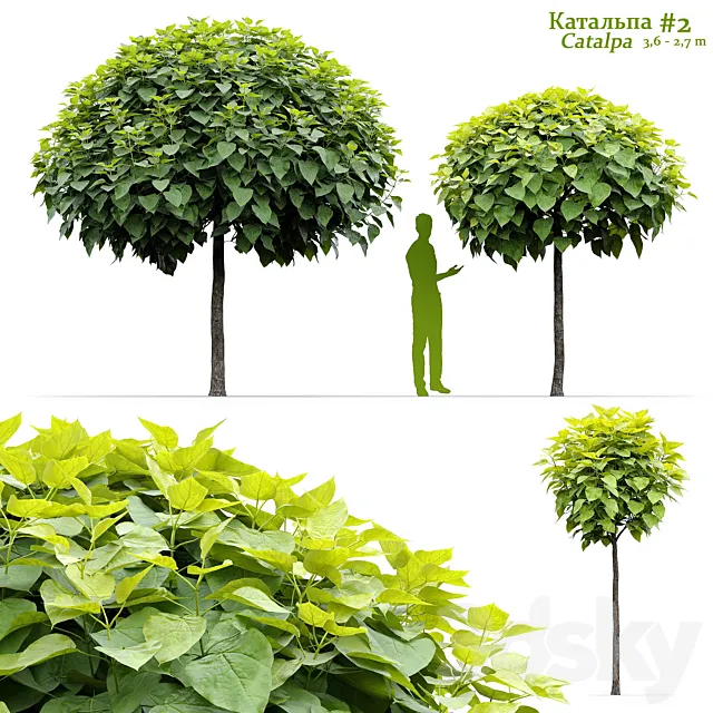 Catalpa #2 3D Model