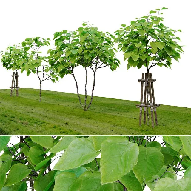 Catalpa tree 3D Model