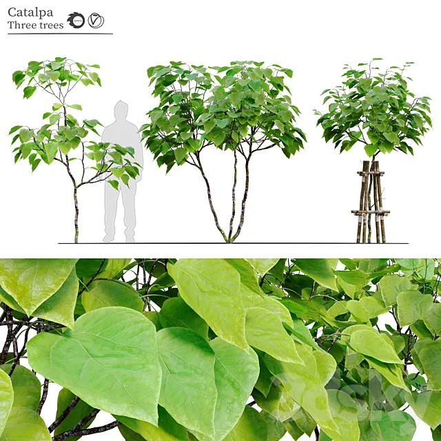 catalpa tree 3D Model