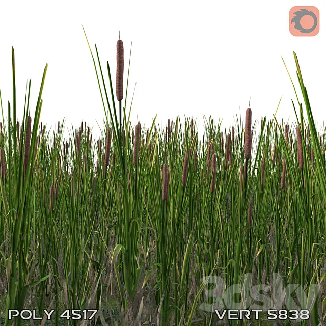cattail 3D Model cattail 3D Model
