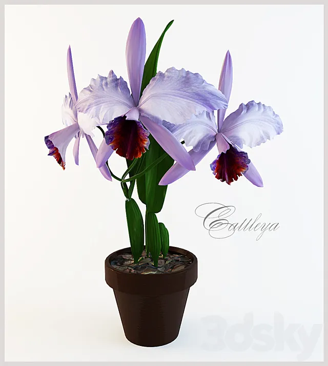 cattleya 3D Model cattleya 3D Model