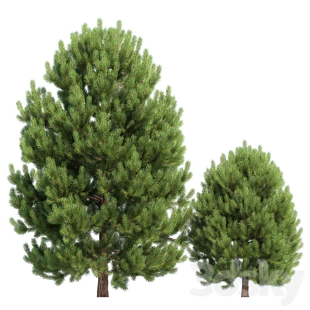 Cedar pine #02 3D Model