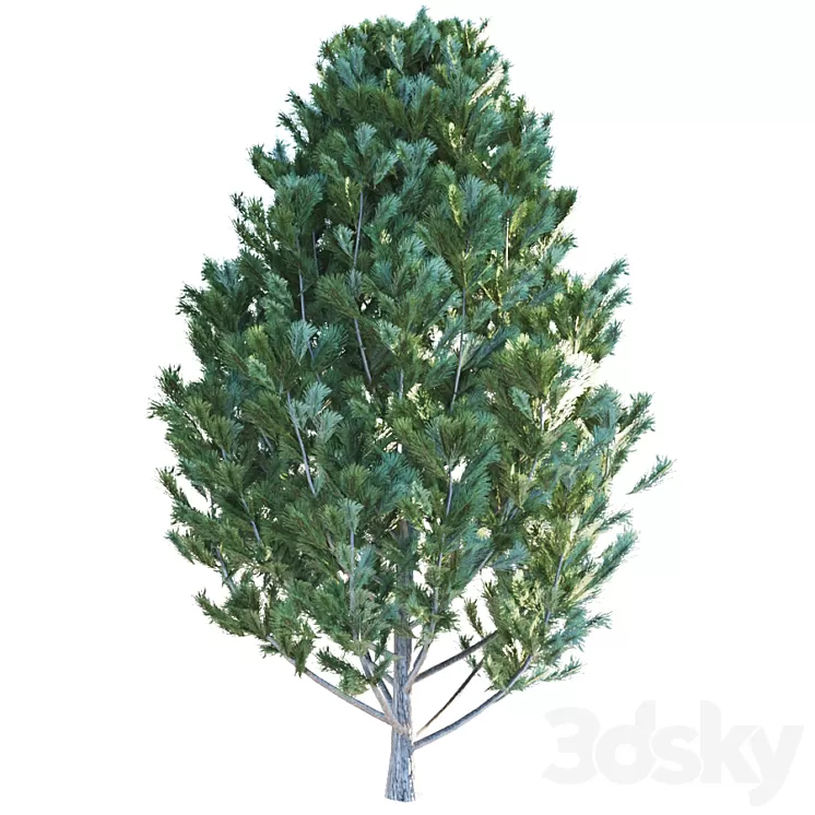 Cedar pine 3D Model