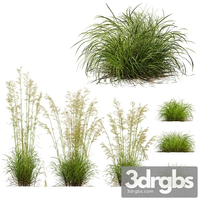 Celtica gigantea stipa golden oats and carex elata aurea Celtica gigantea stipa golden oats and carex elata aurea