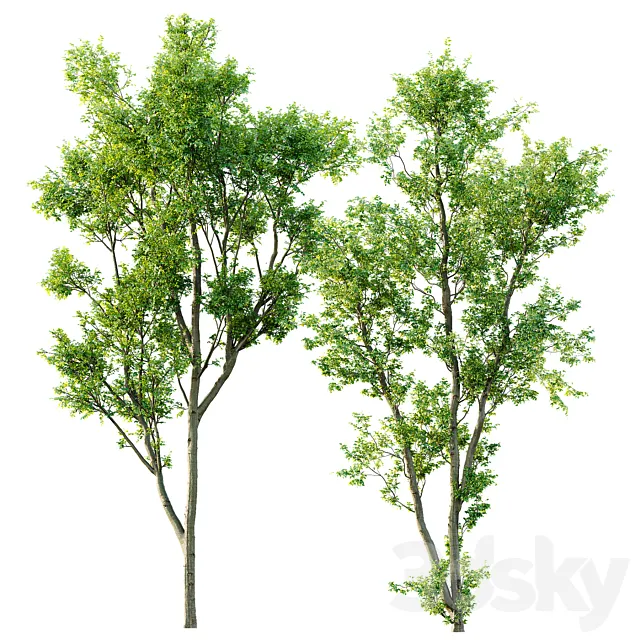 Celtis Australis 04 3D Model