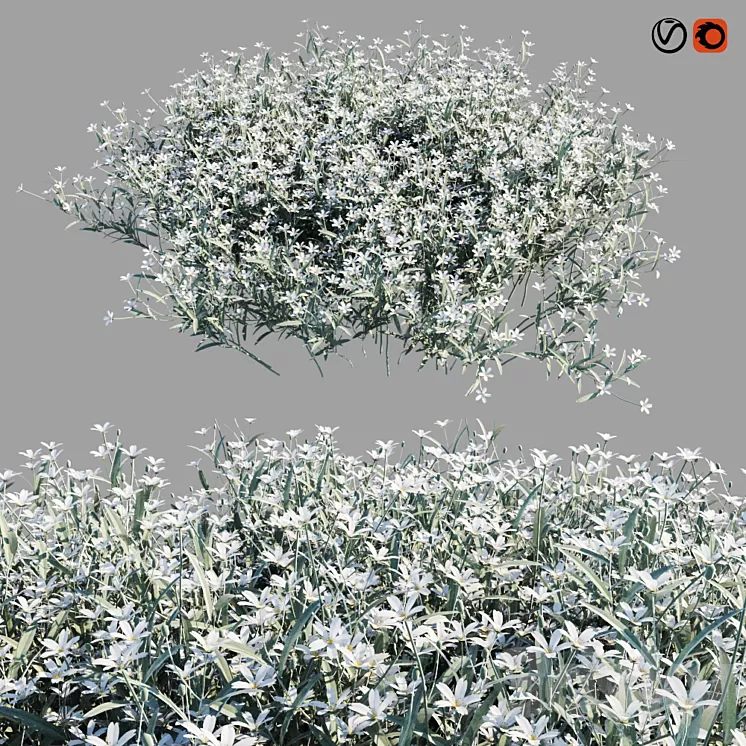 Cerastium tomentosum 3D Model Cerastium tomentosum 3D Model