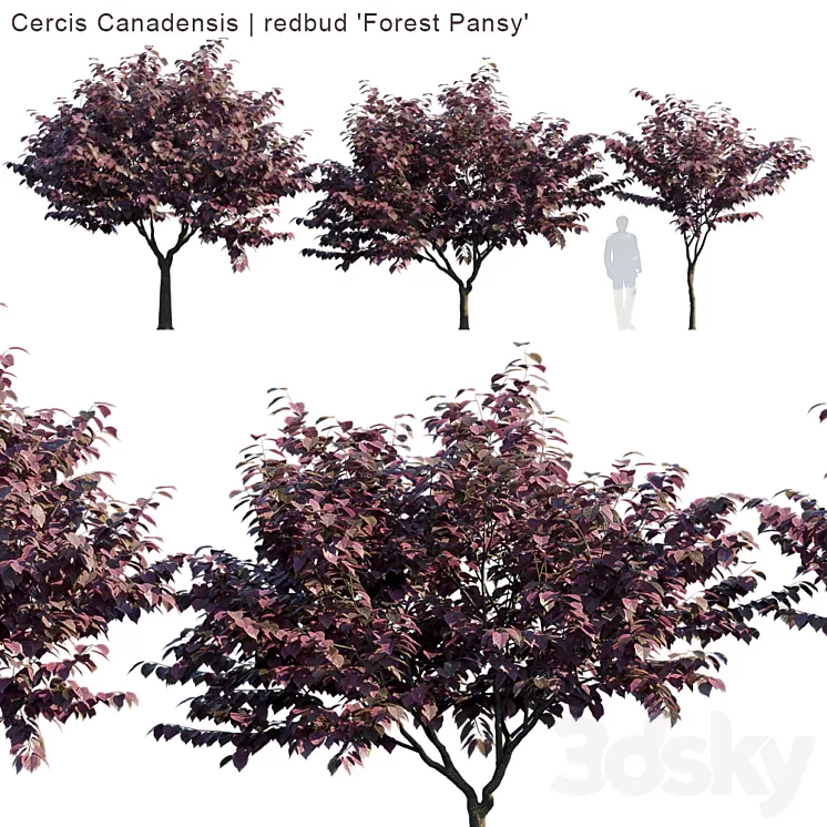 “Cercis Canadensis | redbud “”Forest Pansy””” 3D Model
