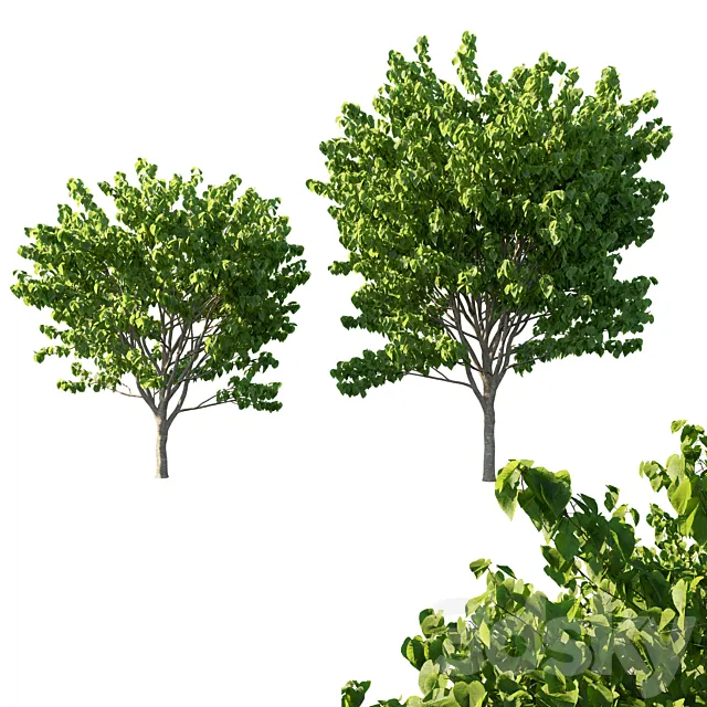 Cercis Canadensis tree 02 3D Model