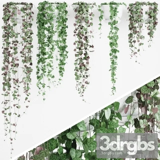 Ceropegia 2 3D Model Download Ceropegia 2 3D Model Download