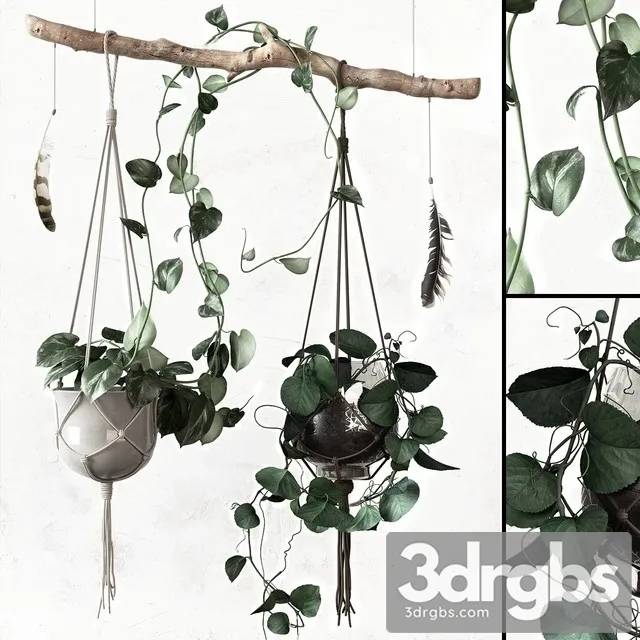 Ceropegia Woodii Hanging Pot 3D Model Download