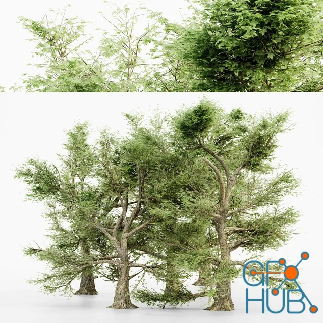 CGTrader – American Sycamore tree collection