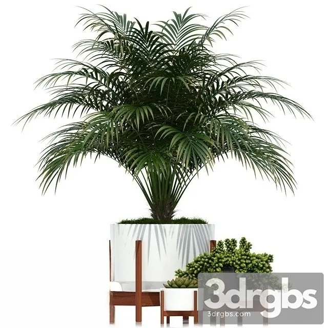 Chamaedorea Cataractarum 3D Model Download