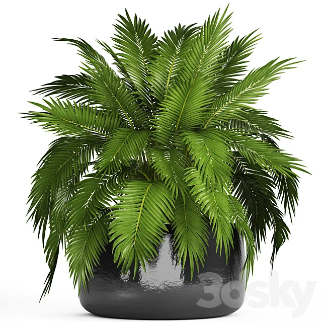 Chamaedorea cataractarum Hamedorea bush palm tree outdoor pot flowerpot leaves cycas 3D Model Chamaedorea cataractarum Hamedorea bush palm tree outdoor pot flowerpot leaves cycas 3D Model