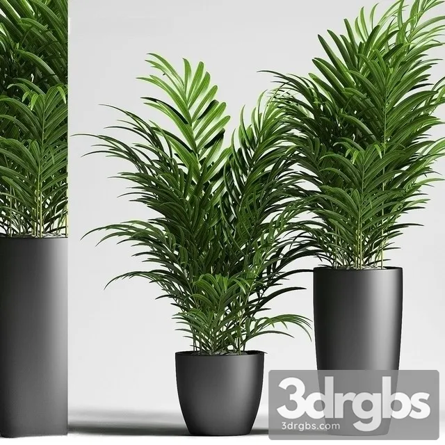 Chamaedorea Elegans 2 3D Model Download