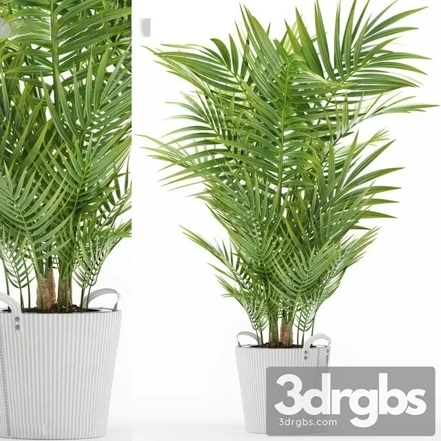 Chamaedorea Elegans 3 3D Model Download