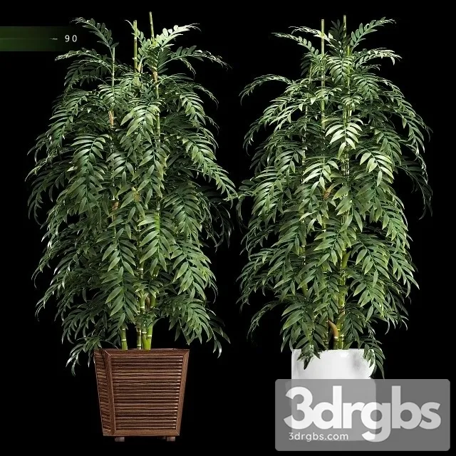 Chamaedorea Elegans 3D Model Download