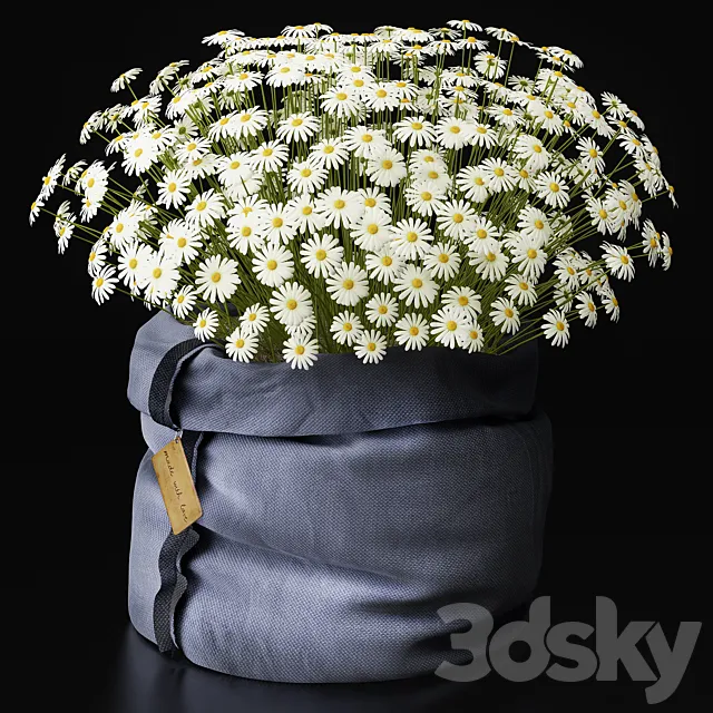 Chamomile … with love …. 3DModel Chamomile … with love …. 3DModel