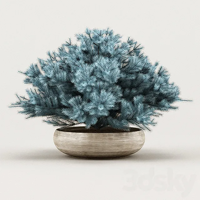 Cheap Juniper Blue 3DModel Cheap Juniper Blue 3DModel