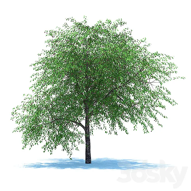 Cherries with berries 3D Model Cherries with berries 3D Model