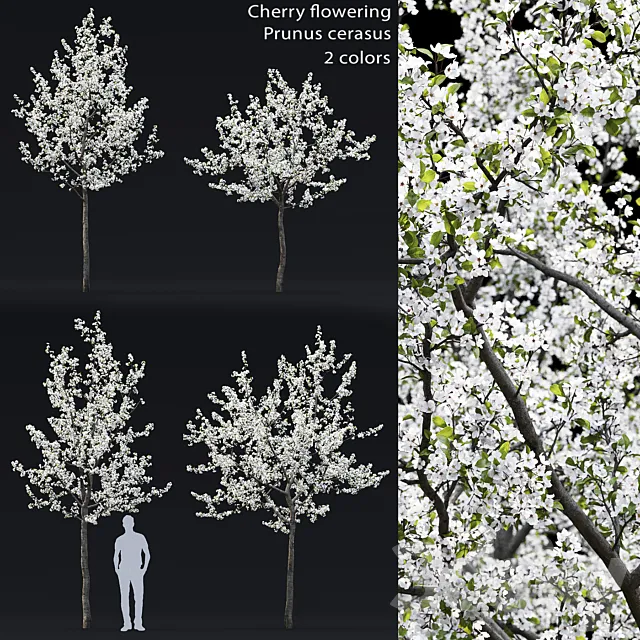 Cherry flowering 3DModel Cherry flowering 3DModel