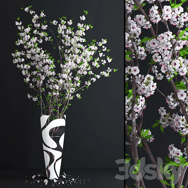 Cherry White Blossom 3DModel