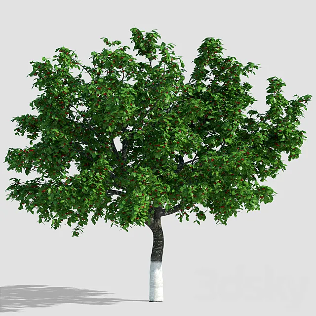 Cherry with berries _ Cherry with berries 3DModel Cherry with berries _ Cherry with berries 3DModel