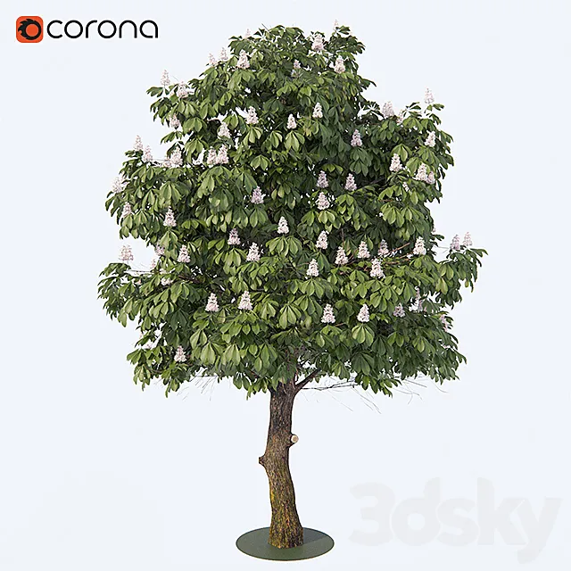 Chestnut 3DModel Chestnut 3DModel