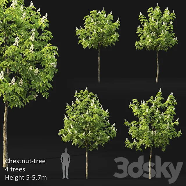 Chestnut (5-5.7m) 3D Model