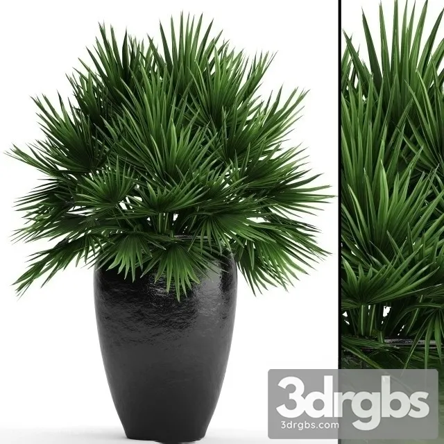 Chi Chamaerops 2 3D Model Download