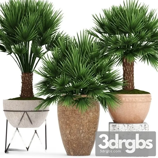 Chi Chamaerops Set 3D Model Download