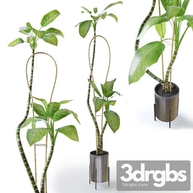 Chi Philodendron 3D Model Download