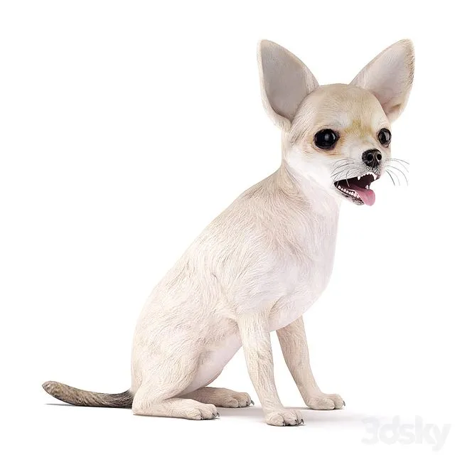 Chihuahua 3D Model