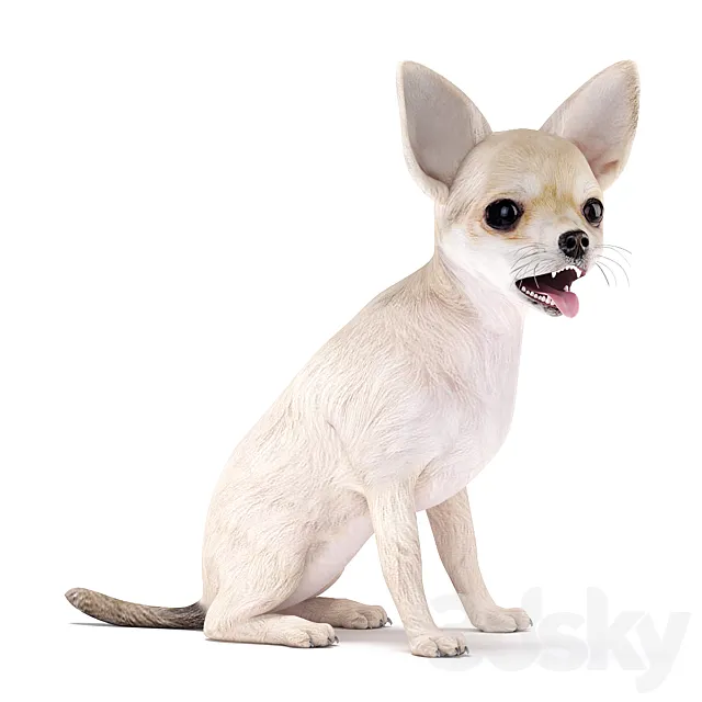 Chihuahua 3D Model