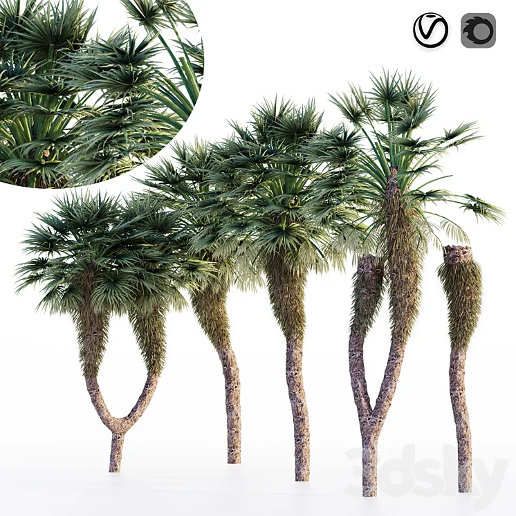 Chinese fan palm 3D Model Free Download
