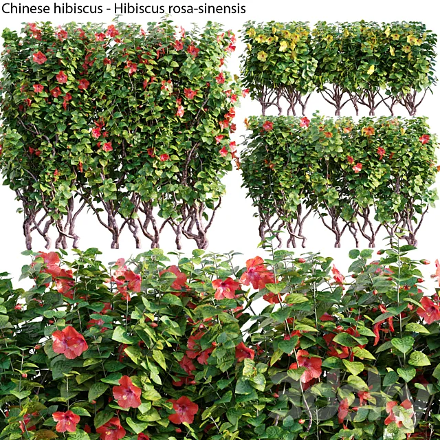 Chinese hibiscus – Hibiscus rosa-sinensis – 03 3D Model