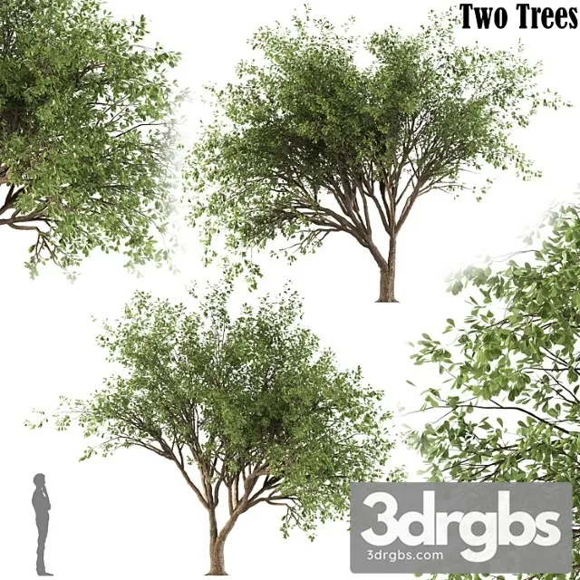 Chinese Stewartia Tree Two Trees 3D Model Download Chinese Stewartia Tree Two Trees 3D Model Download