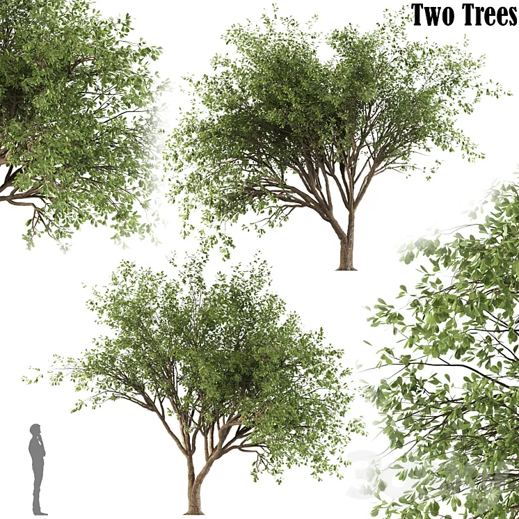 Chinese Stewartia tree (two trees) 3D Model Free Download