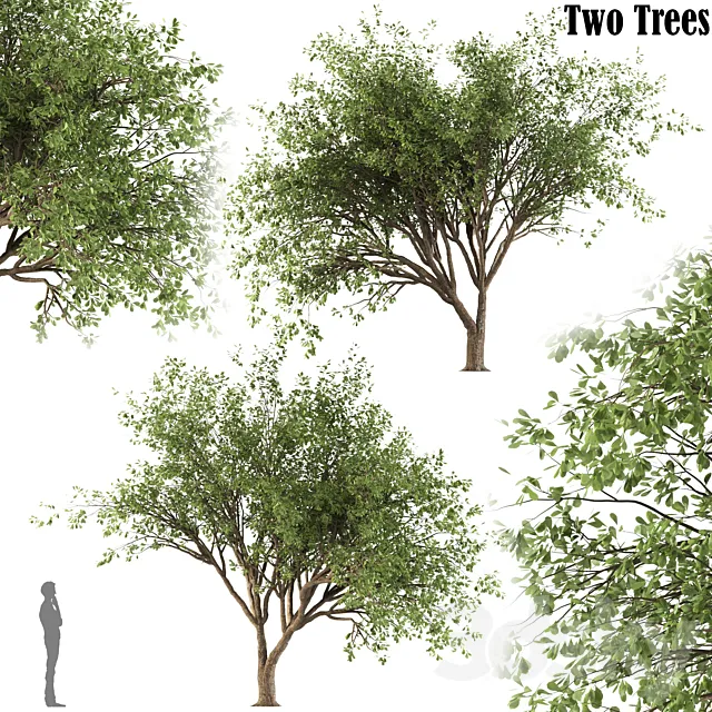 Chinese Stewartia tree (two trees) 3D Model