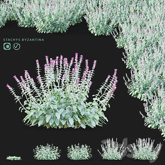 Chistets Byzantine flowers | Stachys byzantina 3D Model