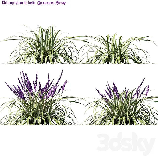 Chlorophytum bichetii 3D Model Chlorophytum bichetii 3D Model