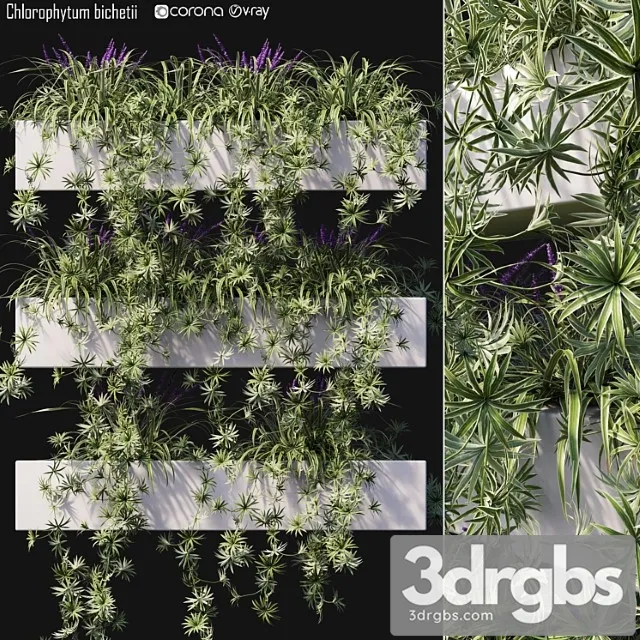 Chlorophytum bichetii Chlorophytum bichetii