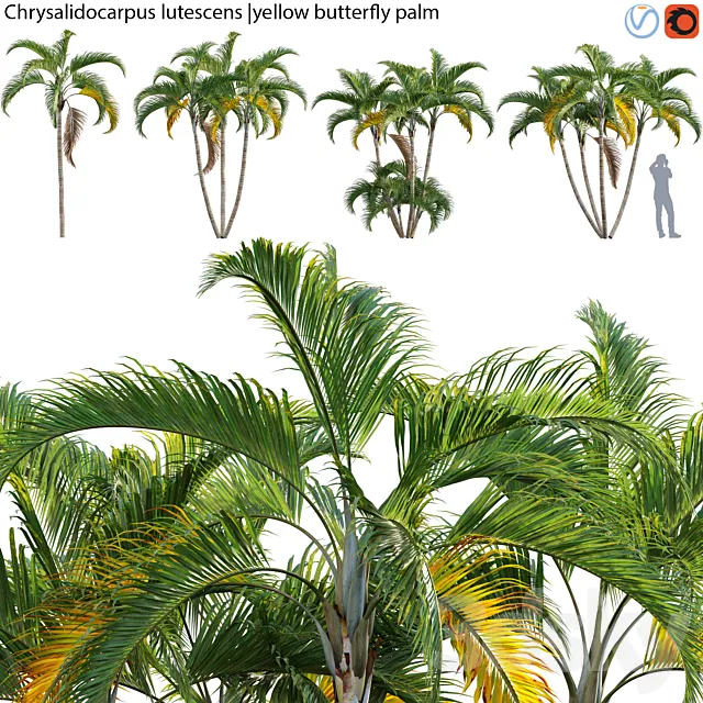 Chrysalidocarpus lutescens – yellow butterfly palm – 01 3D Model